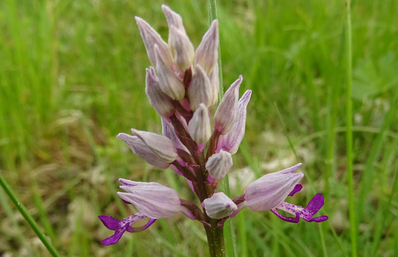 tutte Orchis militaris ?.....s !